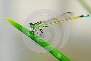 Macro image of damselfly