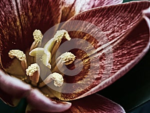 Macro image of the dark red flower of a tulip with focus on the pistil and stamens at shallow depth of field