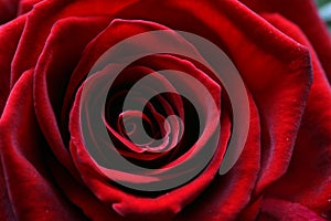 Macro image of a dark red rose in full bloom