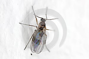 Macro image of a Dark-winged Fungus Gnat (Sciaridae) on wall of flat