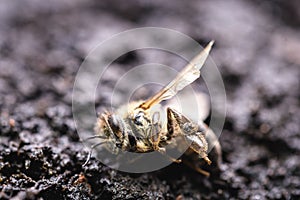 Macro image of a dead bee on a leaf of a declining beehive, plagued by the collapse of collapse and other diseases, use of