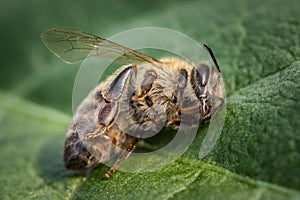 Immagine da morto ape sul una lettera andare giù secondo colonia crollo fallimento un prossimo malattie 