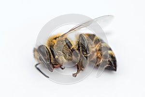 Macro image of a dead bee on a white background from a hive in d