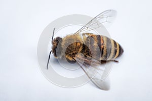 Macro image of a dead bee on a white background from a hive in d