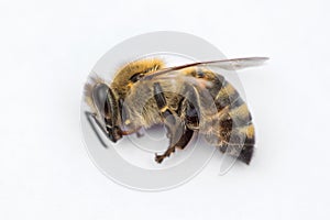 Macro image of a dead bee on a white background from a hive in d