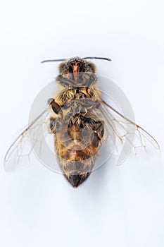Macro image of a dead bee on a white background from a hive in d