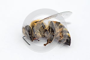 Macro image of a dead bee on a white background from a hive in d