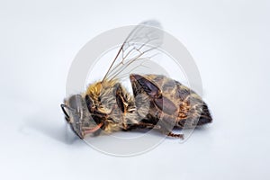Macro image of a dead bee on a white background from a hive in d