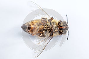 Macro image of a dead bee on a white background from a hive in d