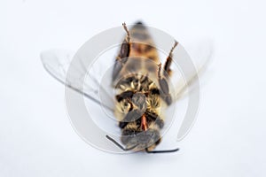 Immagine da morto ape sul bianco 