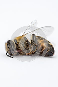 Macro image of a dead bee on a white background from a hive in d