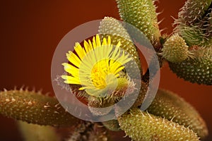 A macro image of the Delosperma echinatum flower