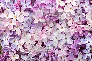 Macro image of different  Lilac flowers. Gentle floral background. Selective focus
