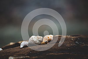 Close-up Image of Different Sea shells lying on a beach on sea background