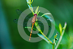 Macro image of a dragonfly