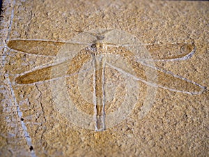 Macro image of dragonfly fossil