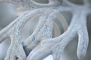 Macro image of Dusty Miller Silver Dust cultivar Cineraria Senecio Maritima leave close-up photo