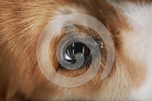 Macro image of eye of sad and sick purebred welsh pembroke corgi dog