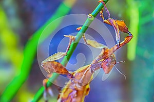 This macro image features a the front view portrait of male Carolina mantis Stagmomantis carolina praying mantis insect