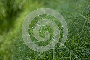 Macro image of a fennel plant covered in water droplets