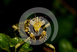A macro image of a flower mantis