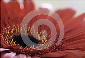 A Macro Image of a Fresh Red Gerber Daisy Flower in a Studio with Selective Focus