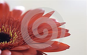 A Macro Image of a Fresh Red Gerber Daisy Flower in a Studio with Selective Focus