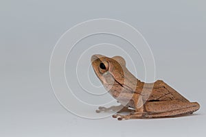 Macro image of frog of Borneo