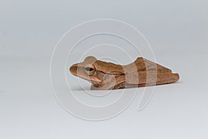 Macro image of frog of Borneo