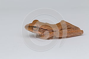 Macro image of frog of Borneo