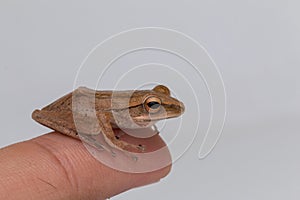 Macro image of frog of Borneo