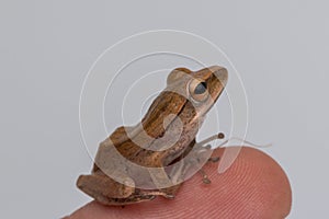 Macro image of frog of Borneo