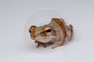 Macro image of frog of Borneo