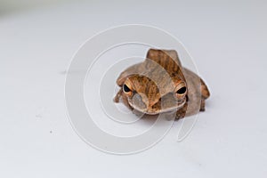 Macro image of frog of Borneo