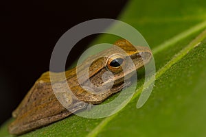 Macro image of frog of Borneo