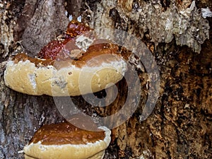 Macro Image of Fungus Growth