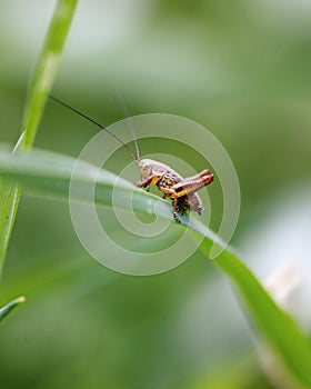 Macro image of a grasshopper