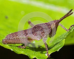 Macro image of a grasshopper in the Amazon jungle inside the Madidi National Park, Rurrenabaque in Bolivia photo