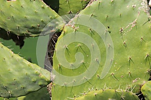 Macro image of green cactus.