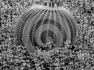 Macro image of a green cactus with thorns in a pattern in monochrome