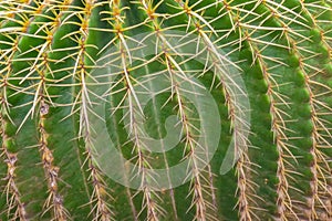 Macro image of a  green cactus with thorns in a pattern