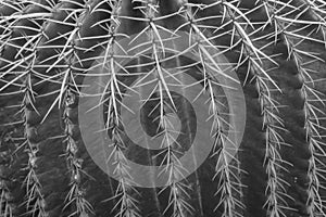 Macro image of a  green cactus with thorns in a pattern