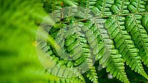 Macro image of green fern leaf growing in forest