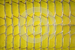 Macro image of green lizard abdomen scales