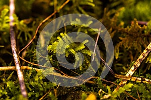 Macro image of green moss on the forest ground