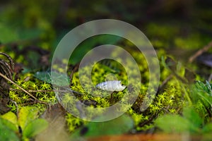 Macro image of green moss on the forest ground