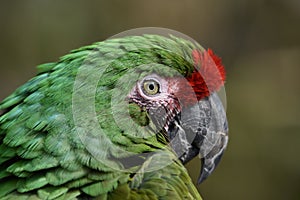 Verde un pappagallo uccello  il grande verde pappagallo 