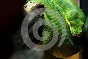 Macro Image of Green Python Coiled Around Branch