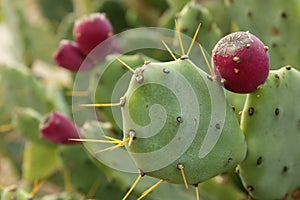 Macro image of green sabras cactus.