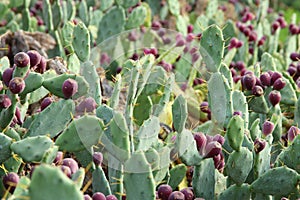 Macro image of green sabras cactus.